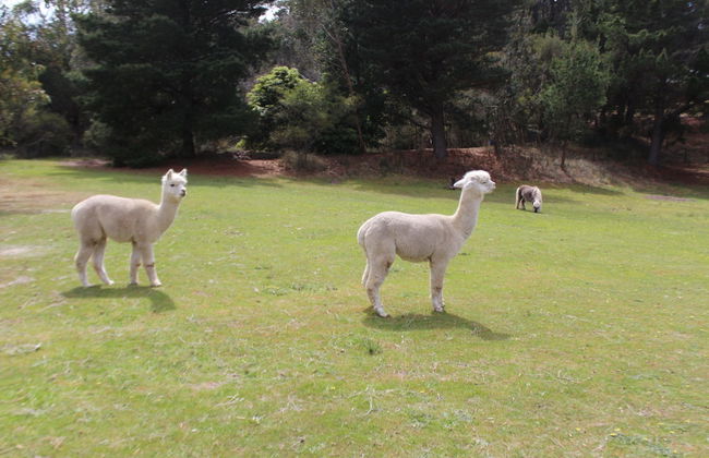 Bells Estate Great Ocean Road Cottages - Foto 50