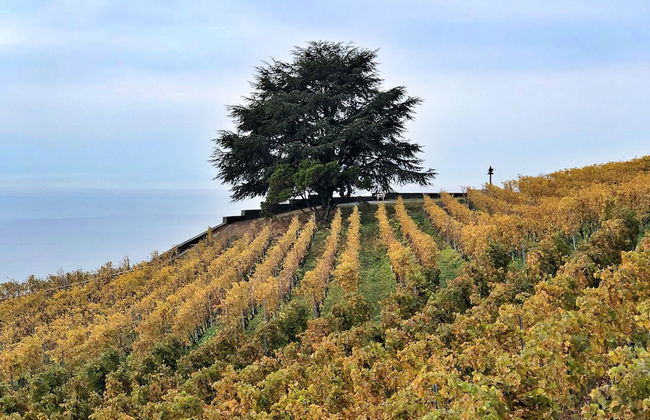 domaine du deven - Foto 69