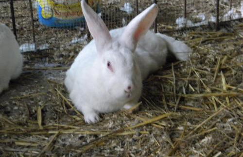 Fattoria Giunasco - Foto 38