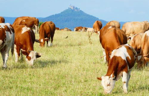 URIA Ferienwohnung - Photo 9