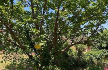 Vila Klara double room - terrace view - Foto 33