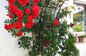 Ferienwohnung Rosentraum - Foto 11