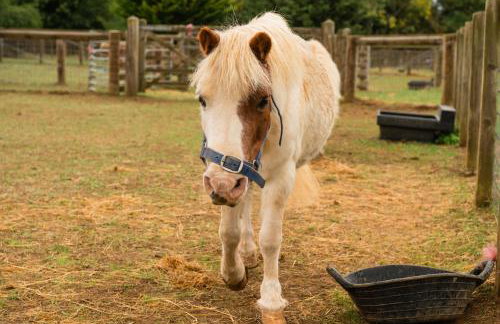 Family Cotswolds Cottage Farm Stay - The Smythy - Foto 41