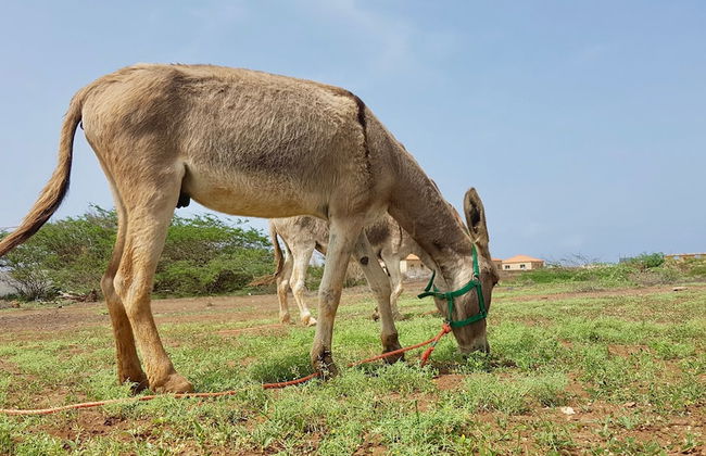 Villa Maris Ecolodge - Foto 37