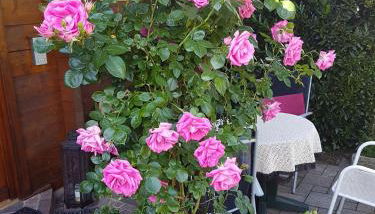 Schwarzwaldhaus - Foto 3