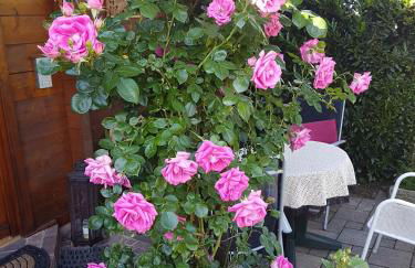 Schwarzwaldhaus - Foto 3