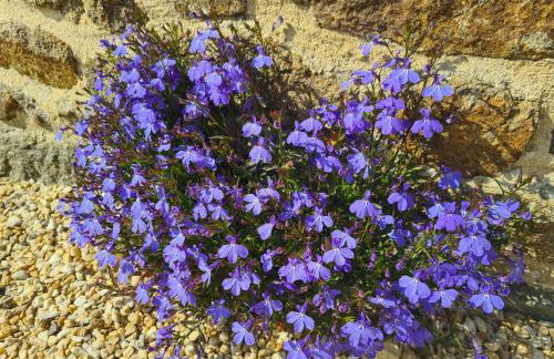 Kêr Neizh Breizh - Gîtes de Charme - Le Petit Châtelier - Foto 4