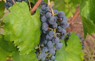 Apartment PARENZANA, little row HOUSE with big green yard in central Istria - Foto 48