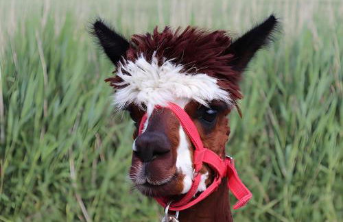 Ferienhof Friccius - Foto 26