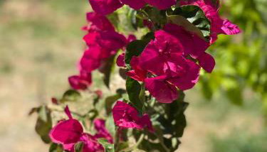 Casa Di Elsa, Lambi, Kos - Foto 5, Garden view