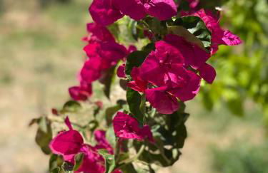 Casa Di Elsa, Lambi, Kos - Photo 5