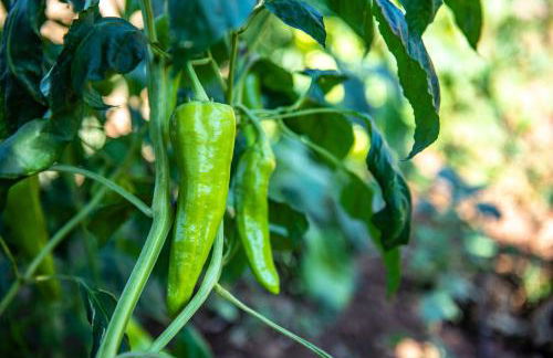 Finca Sos Ferres D'en Morey - Foto 140