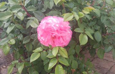 Village perfume - Photo 43