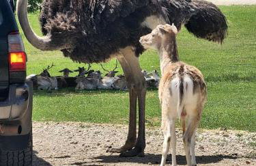 Texas Safari Camp Hummingbird Tree House - Foto 7