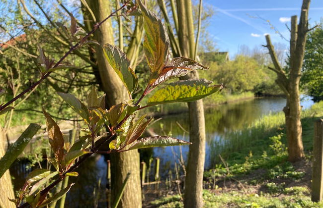6pers House With a Private Terrace and Garden by the Lauwersmeer - Photo 33