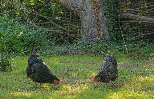 Montjoïa Le gîte bleu - Photo 14