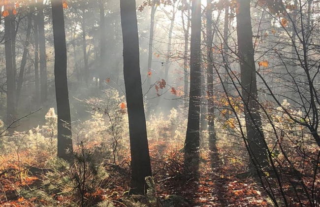 Wellness Forest Retreat - Photo 30