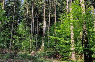 Nad Strumieniem - Foto 34