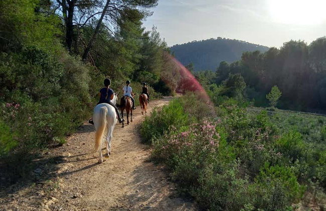 Horseback Riding in Randa, Mallorca - Foto 4