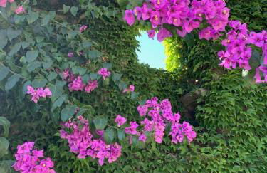 Quinta De Guimaraes - Foto 16