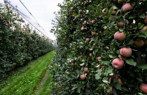 Hotel Agriturismo Al Luogo Del Giulio - Foto 97