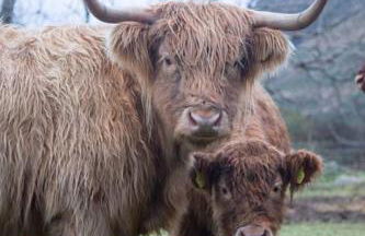 Inverlael Farm Cottages - Foto 12