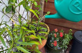 Morada Vó Rita - Foto 10