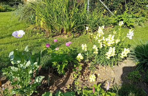 Grain d'orge et cornouiller - Foto 31