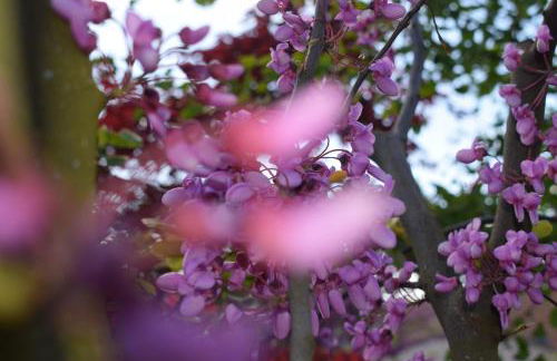 Ferienhaus & Weingut am Steingebiss - Foto 51