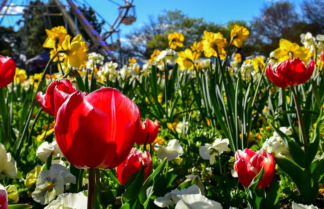 Tour del Floriade, el festival floral de Canberra - Foto 1