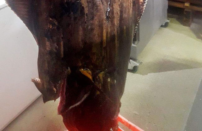 8 Person Holiday Home in Leka-by Traum - Foto 6