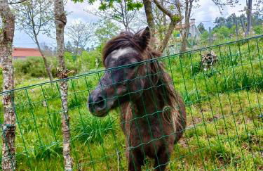 Casa 2 do Pavilhão da Prelada - Foto 44