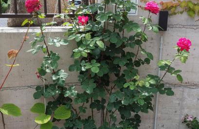 Marlingsuites - Vinea - Wieser Josef - Marling - Foto 51