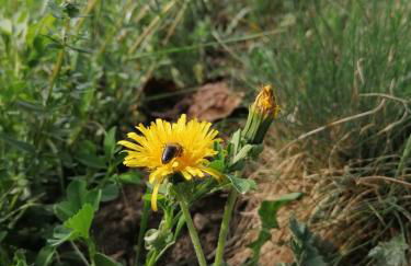 NEUE Ferienwohnungen auf dem Gebreitnerhof, Urlaub auf dem Bauernhof - Photo 56