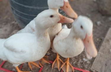 Tapada das Carvalhas - Foto 27