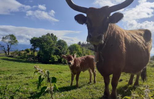 O Busto Aldea Rural - Foto 39