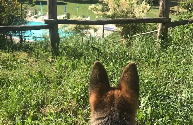 Fattoria di Cintoia - Photo 52