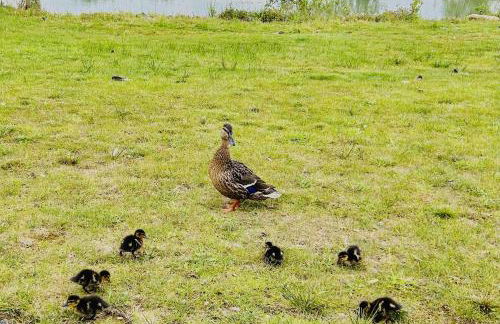 Ella Lodge - Foto 44