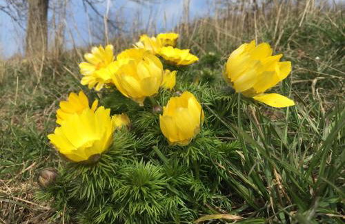 Ferienwohnung Osterwieck Mittelstraße 4 - Foto 30