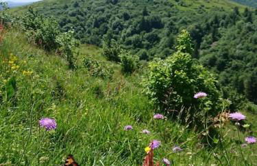 Cœur de volcan - Foto 21