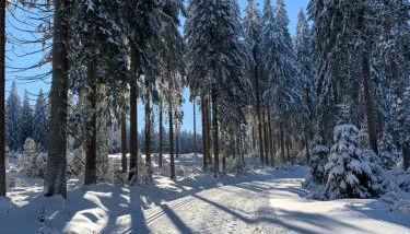 Rennsteig-Pension Trautwein - Foto 5