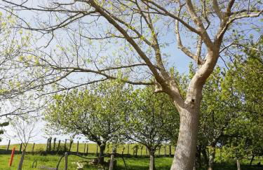 Agroturismo Pagoederraga - Foto 45