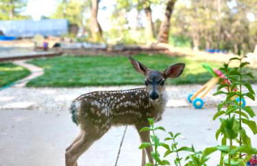 Blissful Acres hilltop cottage - Foto 14