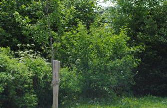 Ostsee-Engel - Foto 16