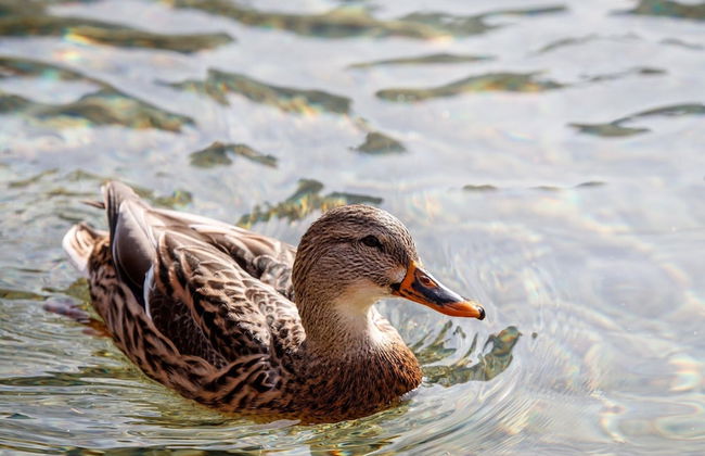 Sunny Apartment in Wagrain - Foto 58