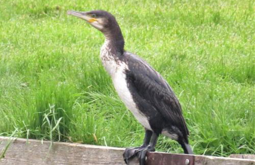 Cottage - Sleeps 3, Parking & Fishing - Foto 50