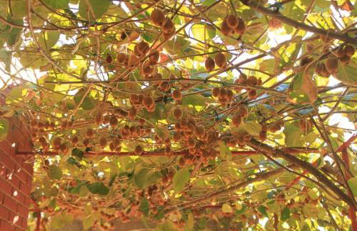 Apartments by the sea Ugljan - 8423 - Foto 13