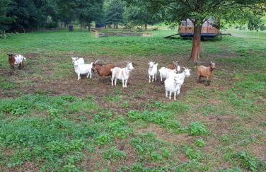 Jagthaus am Rappelstein - Foto 29