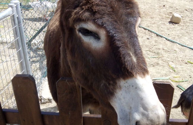 Masia Can Canyes & Spa - Foto 66