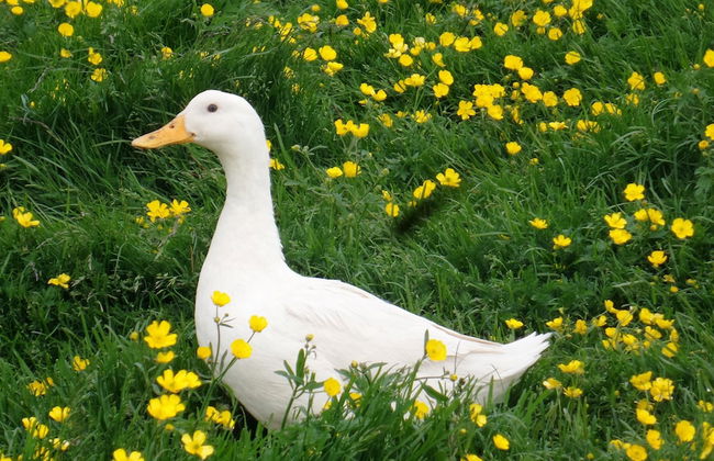 Stóra Ásgeirsá Guesthouse - Foto 13